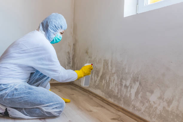 Licensed Basement Mold Remediation service in Newburg, PA - WQB Mold Removal