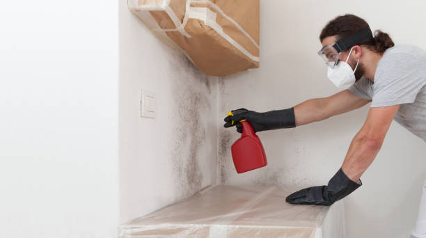 Professional Basement Mold Remediation technician working in Newburg, PA