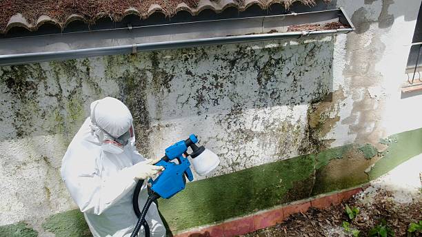 Top rated local Basement Mold Remediation specialists in Newburg, PA